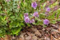 Hebe shrub with purple flowers in bloom growing in mulched garden Royalty Free Stock Photo