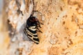 Hebe Tiger Moth or Arctia festiva close