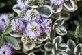 Hebe or winter veronica plant of the family Scrophulariaceae