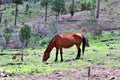 Heber Wild Horse Territory, Apache Sitgreaves National Forest, Arizona, United States Royalty Free Stock Photo