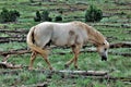 Heber Wild Horse Territory, Apache Sitgreaves National Forests, Arizona, United States Royalty Free Stock Photo