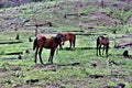 Heber Wild Horse Territory, Apache Sitgreaves National Forests, Arizona, United States Royalty Free Stock Photo