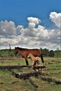 Heber Wild Horse Territory, Apache Sitgreaves National Forests, Arizona, United States