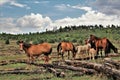 Heber Wild Horse Territory, Apache Sitgreaves National Forests, Arizona, United States Royalty Free Stock Photo