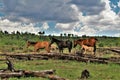 Heber Wild Horse Territory, Apache Sitgreaves National Forests, Arizona, United States Royalty Free Stock Photo