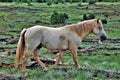 Heber Wild Horse Territory, Apache Sitgreaves National Forests, Arizona, United States