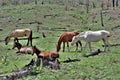 Heber Wild Horse Territory, Apache Sitgreaves National Forests, Arizona, United States Royalty Free Stock Photo