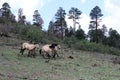 Heber Wild Horse Territory, Apache Sitgreaves National Forest, Arizona, United States