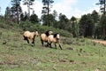 Heber Wild Horse Territory, Apache Sitgreaves National Forest, Arizona, United States Royalty Free Stock Photo