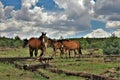 Heber Wild Horse Territory, Apache Sitgreaves National Forests, Arizona, United States Royalty Free Stock Photo