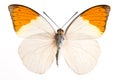 Hebomia butterfly Royalty Free Stock Photo