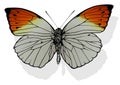 Great Orange Tip Butterfly Royalty Free Stock Photo