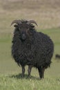 Hebridean black sheep