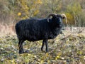 Hebridean Black Sheep Royalty Free Stock Photo