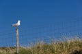 Hebridean Seagull Royalty Free Stock Photo
