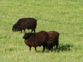 Hebridean sheep Royalty Free Stock Photo