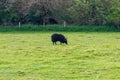Hebridean sheep black British long-wool sheep grazing in pasture Royalty Free Stock Photo