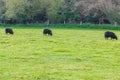 Hebridean sheep black British long-wool sheep grazing in pasture Royalty Free Stock Photo