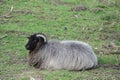 Hebridean Sheep. Royalty Free Stock Photo