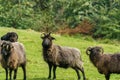 Herd of Hebridean Sheep Bearing Strange Horns and Rugged Fleeces. Royalty Free Stock Photo