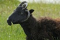 Hebridean sheep Royalty Free Stock Photo