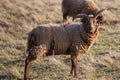 Hebridean sheep Royalty Free Stock Photo