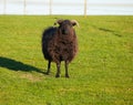 Hebridean Sheep Royalty Free Stock Photo