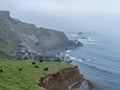 Hebridean Sheep Ovis aries graze on the rocky north Devon coast, UK. Royalty Free Stock Photo