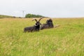 Hebridean sheep resting in Scottish pasture Royalty Free Stock Photo