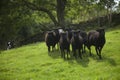 Hebridean Sheep and Sheepdog Royalty Free Stock Photo