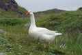 Hebridean snow goose