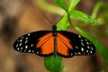 Hecale longwing butterfly Royalty Free Stock Photo