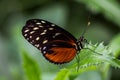 Hecale longwing butterfly Royalty Free Stock Photo
