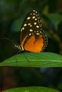 Hecales Longwing Butterfly Royalty Free Stock Photo