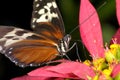 Hecales longwing, heliconius hecale