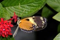 Hecales longwing, heliconius hecale Royalty Free Stock Photo