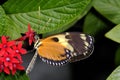 Hecales longwing, heliconius hecale