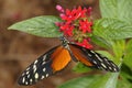 Hecales longwing, heliconius hecale Royalty Free Stock Photo