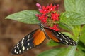 Hecales longwing, heliconius hecale