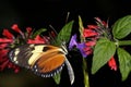 Hecales longwing, heliconius hecale Royalty Free Stock Photo