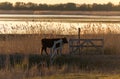 Heck bull walking through gate along lake and reed Royalty Free Stock Photo