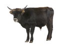 Heck cattle - auroch Royalty Free Stock Photo