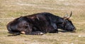 Heck cattle, Bos primigenius taurus or aurochs in a German park Royalty Free Stock Photo