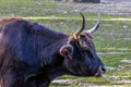Heck cattle, Bos primigenius taurus or aurochs in a German park Royalty Free Stock Photo