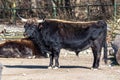 Heck cattle, Bos primigenius taurus or aurochs in a German park Royalty Free Stock Photo