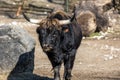 Heck cattle, Bos primigenius taurus or aurochs in a German park Royalty Free Stock Photo