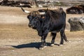 Heck cattle, Bos primigenius taurus or aurochs in a German park Royalty Free Stock Photo