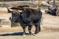 Heck cattle, Bos primigenius taurus or aurochs in a German park Royalty Free Stock Photo