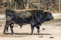 Heck cattle, Bos primigenius taurus or aurochs in a German park Royalty Free Stock Photo