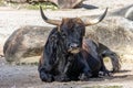 Heck cattle, Bos primigenius taurus or aurochs in a German park